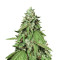 Candy Dawg (Seedstockers) Cannabis-Samen