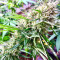 Chem Berry D regular (Dark Horse Genetics) Cannabis-Samen