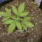 Dark Star x AK-49 (Vision Seeds) Cannabis-Samen