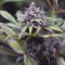 Dinamed CBD (Dinafem Seeds) Cannabis-Samen