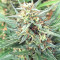 Durban Regular (CannaBioGen) Cannabis-Samen
