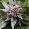Ghost Train Haze #1 (Rare Dankness Seeds) Cannabis-Samen
