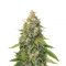 Golden Lemon Haze (Seedstockers) Cannabis-Samen