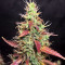 Goxuak Auto (Genehtik Seeds) Cannabis-Samen