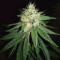 Headbanger Regular (Karma Genetics) Cannabis-Samen