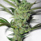 Mango Haze Regular (Mr. Nice Seedbank) Cannabis-Samen