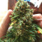 Outdoor Hurricane (Kera Seeds) Cannabis-Samen