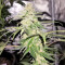 Panama Haze (Ace Seeds) Cannabis-Samen