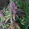 Purple Lemonade Auto feminisierte Samen (Fast Buds)