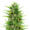 Sapphire Scout (Humboldt Seeds Organization) Cannabis-Samen