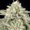 Skywalka Cookies (Big Head Seeds) Cannabis-Samen