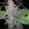 Strawberry Nuggets Auto (Mephisto Genetics) Cannabis-Samen