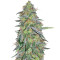 Tangilope (DNA Genetics) Cannabis-Samen