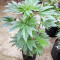 Violeta Regular (Ace Seeds) Cannabis-Samen