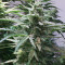 Walter White Auto (Mephisto Genetics) Cannabis-Samen