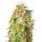 Zamaldelica regular (Ace Seeds) Cannabis-Samen