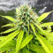 Apple Strudel Auto feminisierte Samen (Fast Buds)