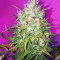Bruce Banner Auto (Cali Buds Seeds) Cannabis-Samen