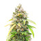 Bruce Banner Fast Version feminisierte Samen (EGS)