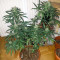 Buddha Haze (Big Buddha Seeds) Cannabis-Samen