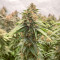 Californian Gold (Paradise Seeds) Cannabis-Samen