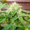 Hero Cookies feminisierte Samen (AlphaFem Seeds)