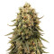 Jack Herer (Blackskull Seeds) Cannabis-Samen