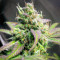 Purple Stilton Auto (Auto Seeds) Cannabis-Samen