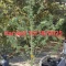 Kaufe Grandmommy Purple Samen feminisiert von Herbies Seeds
