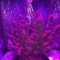 Eleven Roses (Delicious Seeds) Cannabis-Samen zu verkaufen