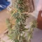 Gelato Auto Cannabis-Samen Kaufen