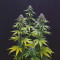 Kaufe CBG-Force (Dutch Passion) Cannabis-Samen