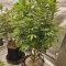 Godzilla Original Glue GG#4 Cannabis-Samen Kaufen