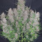 GG#4 Original Glue Auto Cannabis-Samen Kaufen