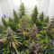 Royal Gorilla Cannabis-Samen Kaufen