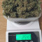 Amnesia XXL Autoflowering (Dinafem Seeds) Cannabis-Samen zu verkaufen