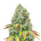Sour Diesel Auto feminisierte Samen (Seedstockers)