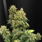 Auto White Widow XXL (00 Seeds)
