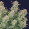 Bruce Banner Auto feminisierte Samen (Fast Buds)