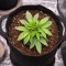 Critical Mass Fast (Advanced Seeds)