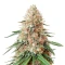 Double Cream (Cream of the Crop Seeds) Cannabis-Samen