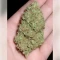Hella Jelly (Humboldt Seed Company)