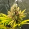 Humboldt Headband Autoflower feminisierte Samen (Humboldt Seed Company)
