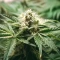 Moonshine Mass (Critical Mass Collective Seeds) Cannabis-Samen