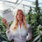 Shiskaberry feminisierte Samen (Barney's Farm)