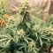 SkullRyder Auto (Blackskull Seeds) Cannabis-Samen
