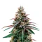 Super Boof (Royal Queen Seeds)