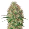 Super Bud Auto (GHS) Cannabis-Samen