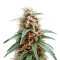 Super Lemon Cloud Auto (Herbies Seeds)