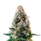 Tropicana Weddingcake Auto (Growers Choice)